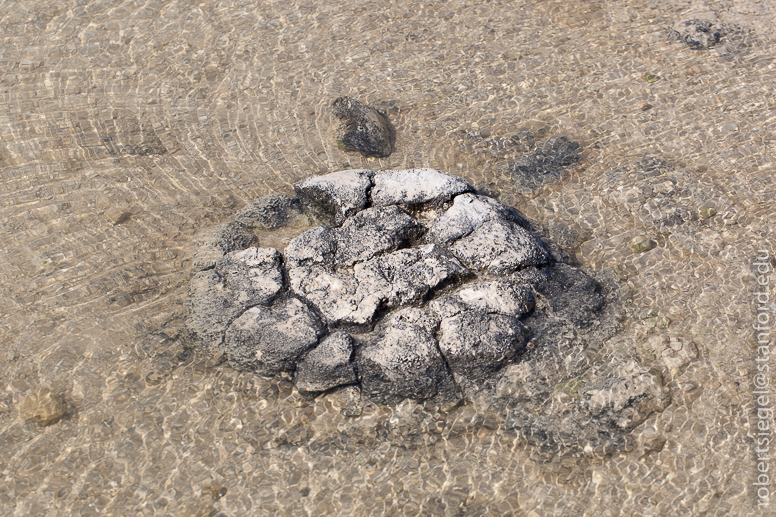 stromatolites